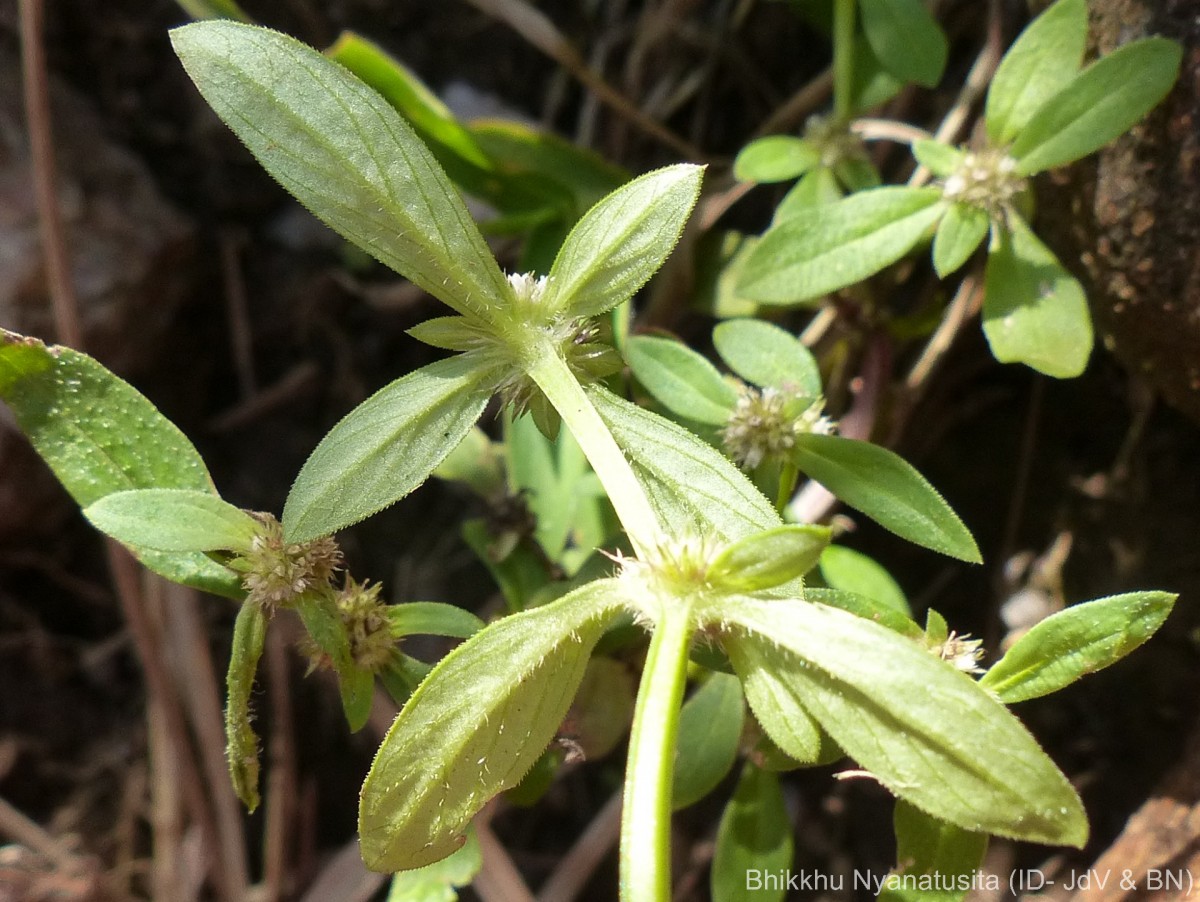 Spermacoce prostrata Aubl.
